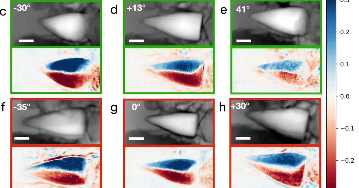 Fósseis de 56 milhões de anos revelam sistema de “GPS interno”