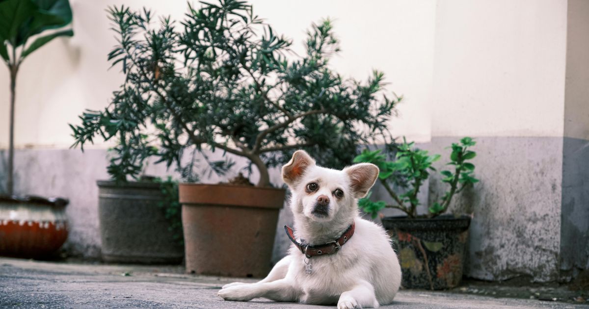 cachorro planta e1760641510899