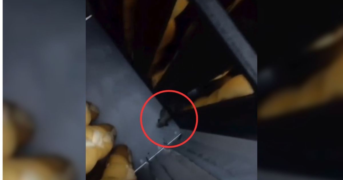 Vídeo: ratos “andam” entre pães e dono de supermercado é preso em GO