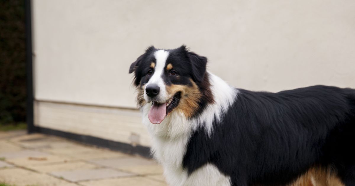 Cães inteligentes podem aprender palavras apenas ouvindo conversas