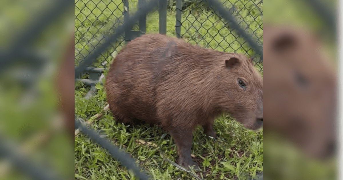 Vídeo: Com plástico no corpo, capivara é resgatada perto do Rio Pinheiros