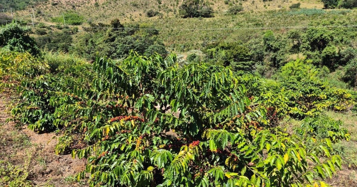 Dívida barra acesso de produtores a novo crédito, diz Imaflora