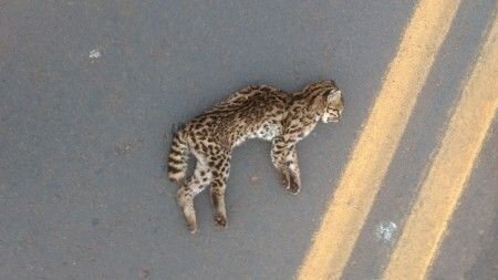 Estudo encontra fungo Sporothrix em animais atropelados no PR