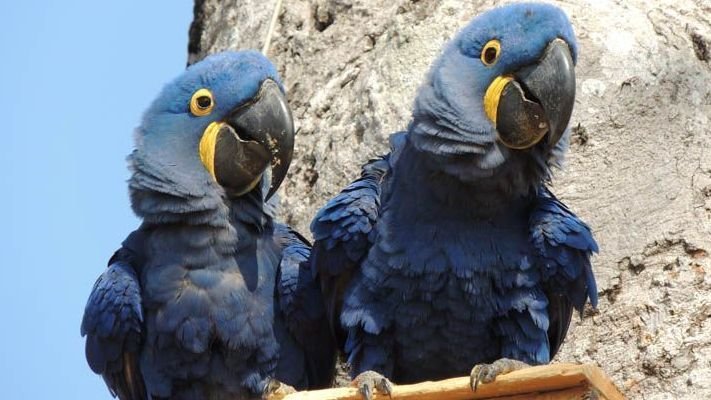 Arara-azul volta para lista nacional de espécies ameaçadas de extinção