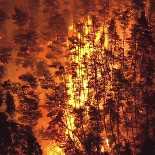 Incêndios florestais provocam ordens de retirada no norte do Japão