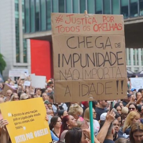 Morte do cão Orelha mobiliza manifestantes em protestos neste domingo (1º)
