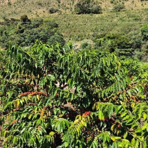 Dívida barra acesso de produtores a novo crédito, diz Imaflora
