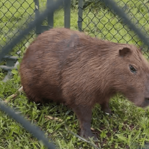 Vídeo: Com plástico no corpo, capivara é resgatada perto do Rio Pinheiros