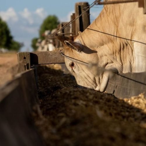 Pecuária brasileira entra em nova fase com mudança nas compras da China