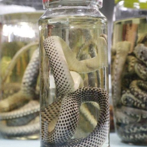 Casos com animais peçonhentos passam de mil no Amazonas em 2026