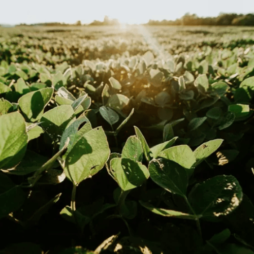 Veja lista de produtos do agro beneficiados por redução de tarifaço