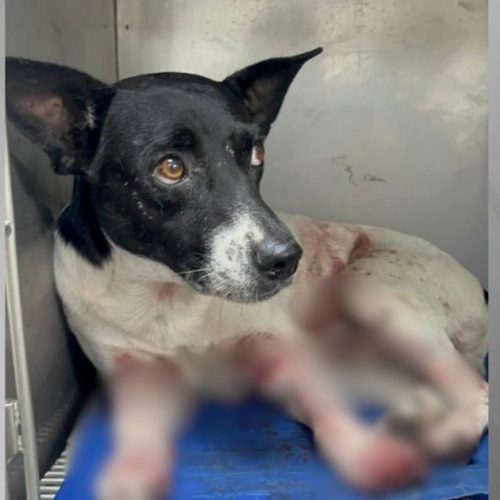 Cão é baleado no RJ; estado registra recorde de denúncia de maus-tratos