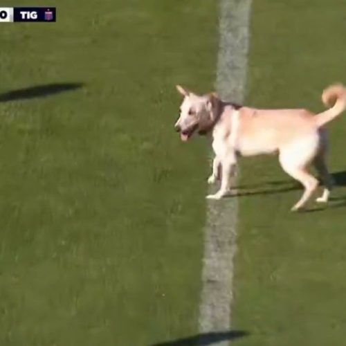 Cachorro invade o campo, dribla seguranças e interrompe jogo na Argentina