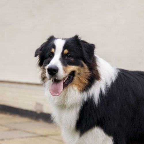 Cães inteligentes podem aprender palavras apenas ouvindo conversas