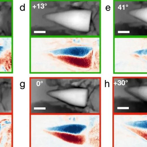 Fósseis de 56 milhões de anos revelam sistema de “GPS interno”