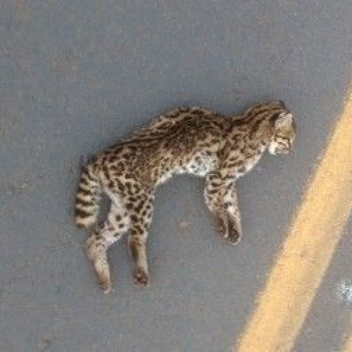 Estudo encontra fungo Sporothrix em animais atropelados no PR