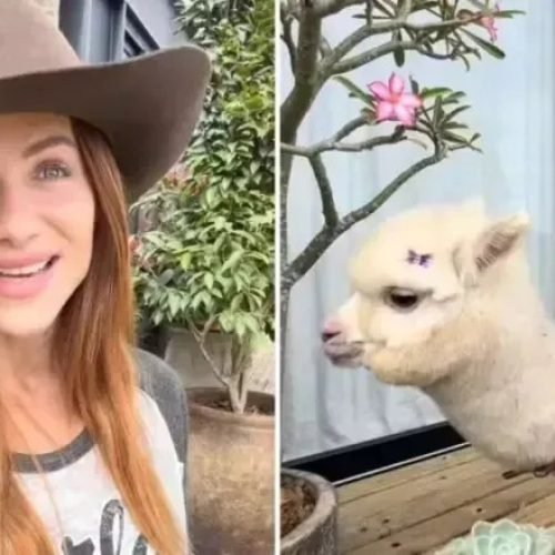 Giovanna Ewbank dá animal inusitado de presente para o filho caçula; veja
