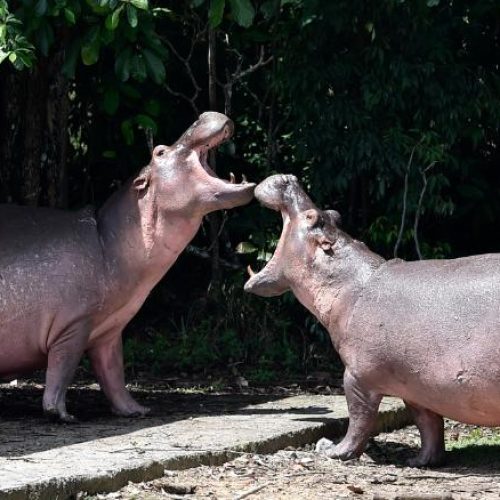 Bilionário propõe acolher 80 hipopótamos que serão sacrificados na Colômbia