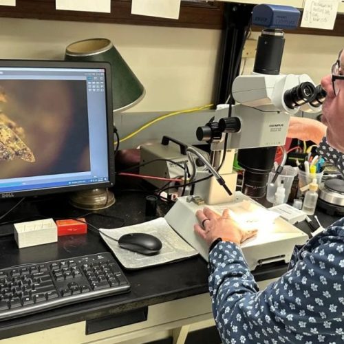 Tufo de musgo “soluciona” mistério de crime ocorrido em cemitério nos EUA