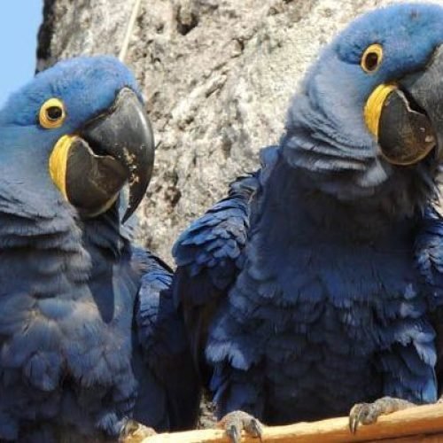 Arara-azul volta para lista nacional de espécies ameaçadas de extinção
