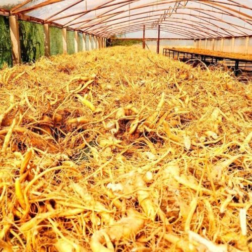 Ginseng de Querência do Norte conquista Indicação Geográfica inédita