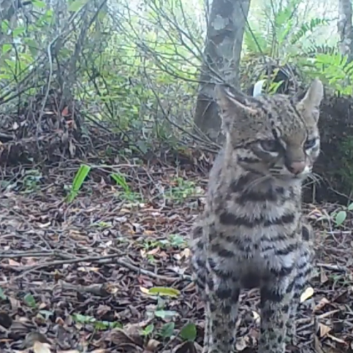 VÍDEO: menor felino selvagem do Brasil é registrado por câmera no RS