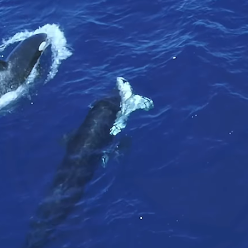 Drone registra orcas atacando tubarões-brancos para comer seus fígados